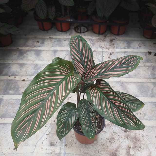 칼라데아 진저 실내공기정화식물 인테리어 화분 오타나