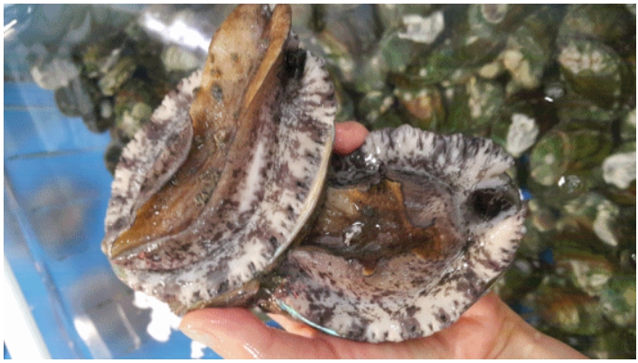 참전복 활전복1kg (16-18마리) 완도전복 선물용전복 살아있는전복 책임배송