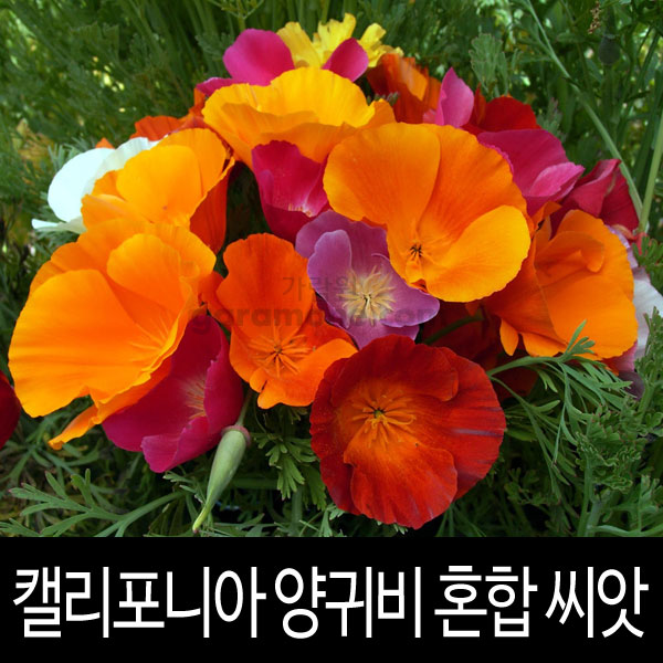 혼합 캘리포니아 양귀비 씨앗 양귀비씨 종자 100알 : 가람원