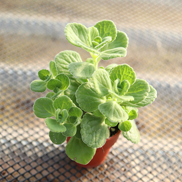 장미허브 깜찌기화분 실내공기정화식물