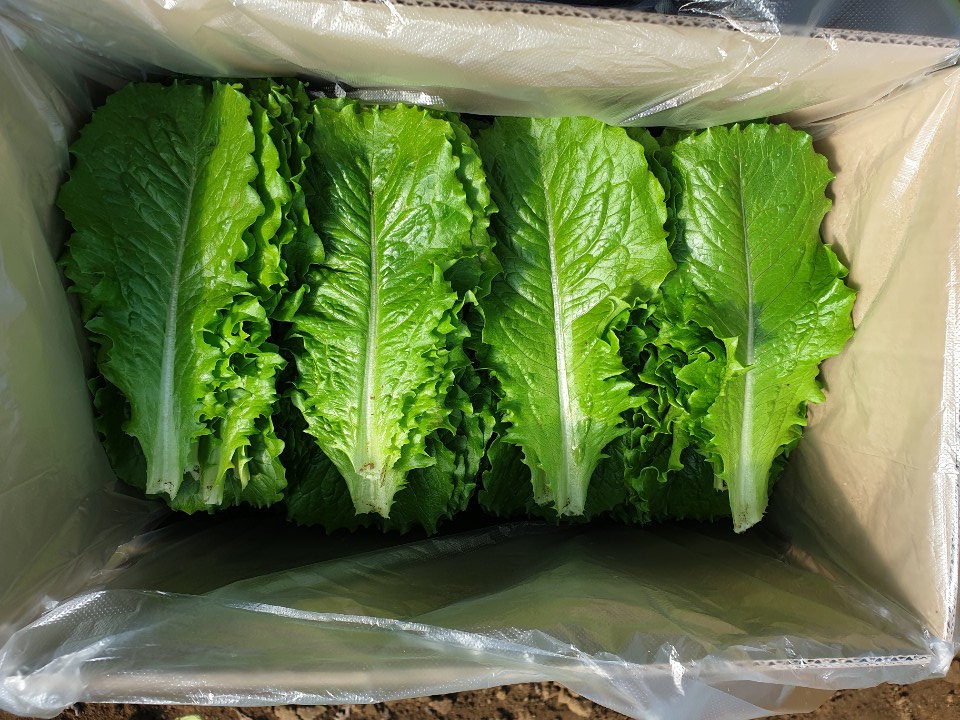 로메인, 청로메인 500g 1kg 농장직송 당일수확 - 상품 이미지