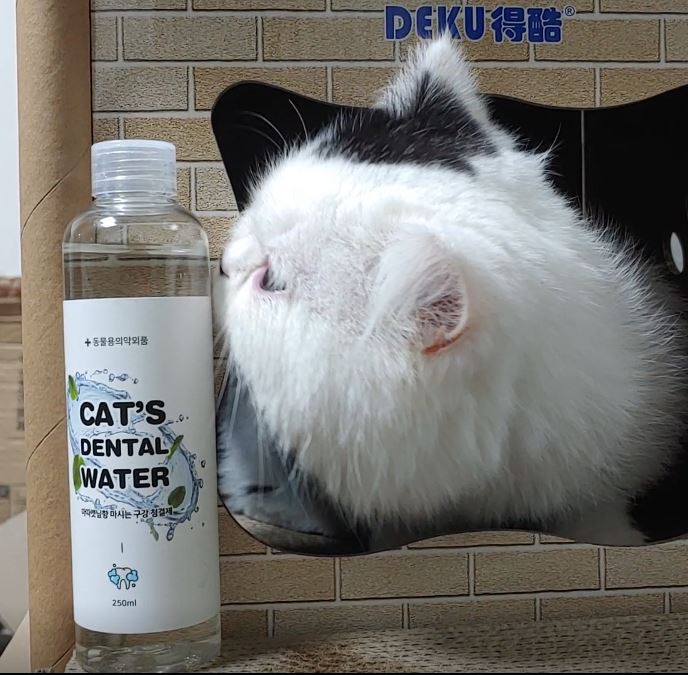 정글몬스터 마시는 고양이 치약 캣 덴탈워터 250ml, 2개