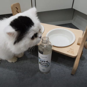 정글몬스터 마시는 고양이 치약 캣 덴탈워터 250ml, 2개 솔직 후기 | 실제 사용자 리뷰 총정리 - 상품 이미지 2