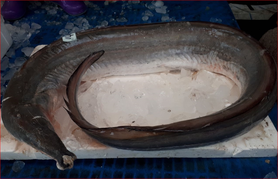 대형 갯장어 하모5-10kg 바다장어 보양식 큰장어 장어즙 (조업당일 발송상품) - 상세 이미지 2