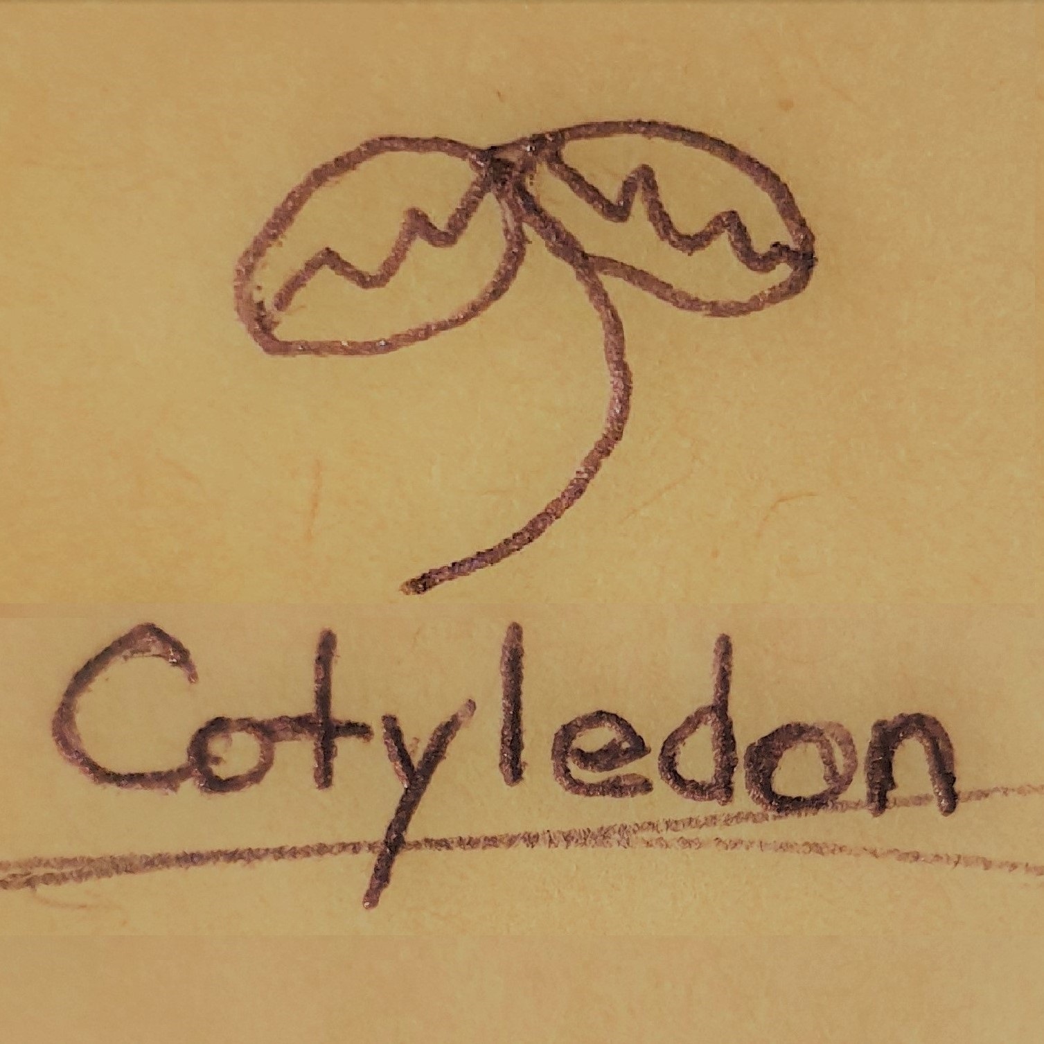 코틸레돈 스토어 로고