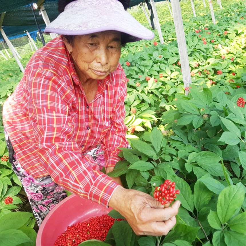 금산 참 인삼 수삼 난발삼 500g 세척 진공포장 사진 4