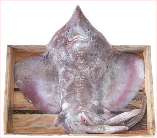 흑산도 홍어 암치 1마리 8-9kg 예약주문상품 흑산홍어회 홍어애