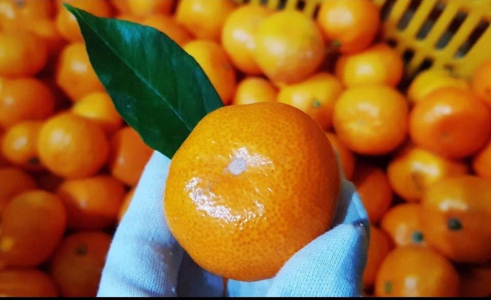 스테비아감귤 웰빙 조생 노지감귤 3kg 5kg 10kg 가정용 혼합 못난이 제주 산지직송 - 상세 이미지 3