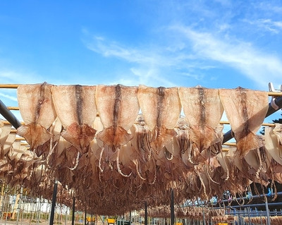 국내산 마른오징어 건오징어 건조오징어 한축 말린 중10마리 600g 원양산 오징어