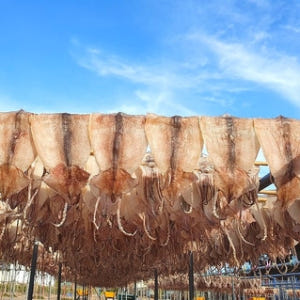 국내산 마른오징어 건오징어 건조오징어 한축 말린 중10마리 600g 원양... 맛있게 먹은 솔직 후기 - 상품 이미지 3