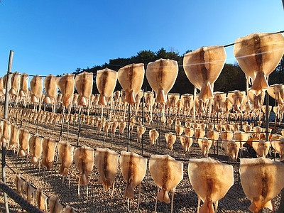국내산 마른오징어 건오징어 건조오징어 한축 말린 중10마리 600g 원양산 오징어