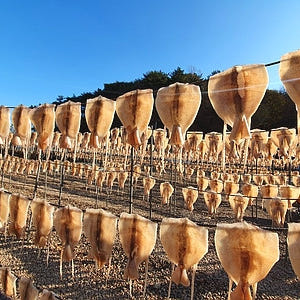 국내산 마른오징어 건오징어 건조오징어 한축 말린 중10마리 600g 원양... 맛있게 먹은 솔직 후기 - 상품 이미지 4