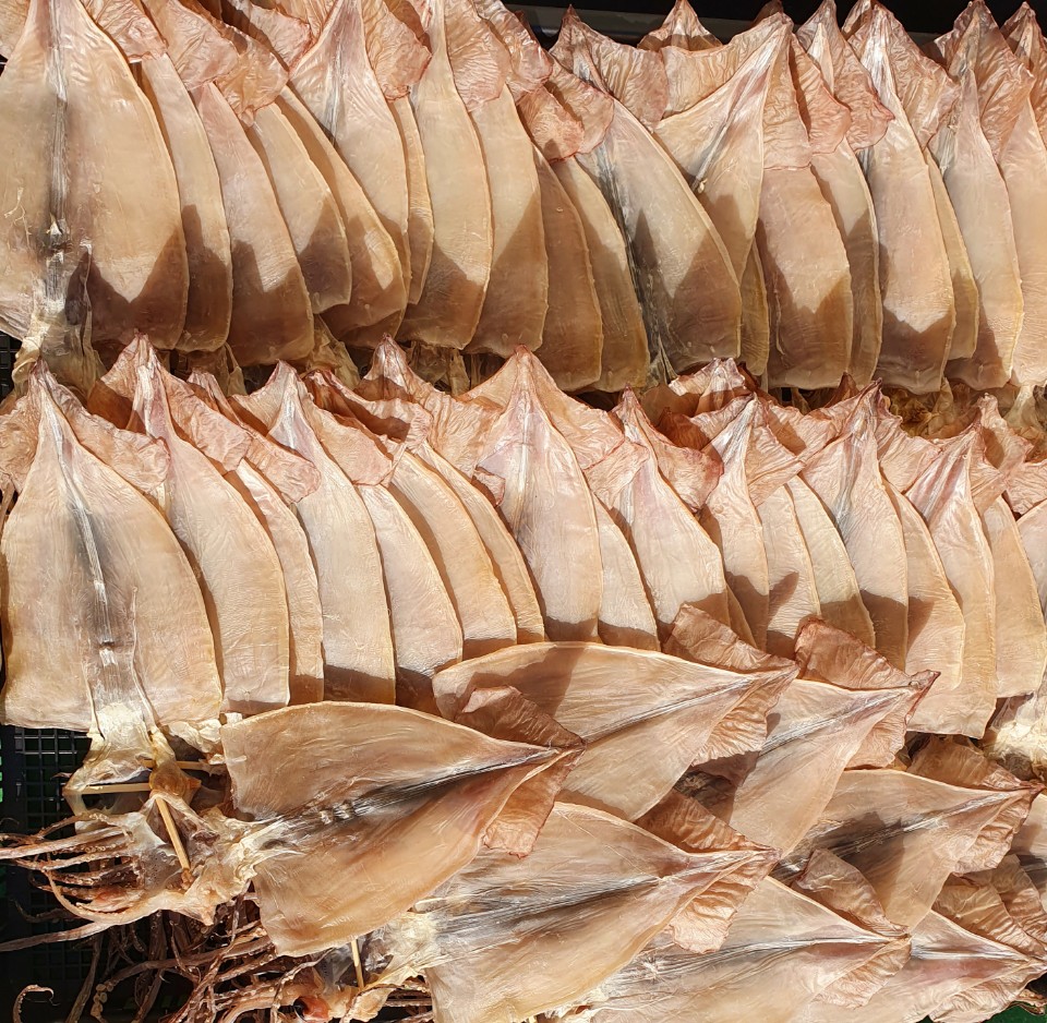 국내산 마른오징어 건오징어 건조오징어 한축 말린 중10마리 600g 원양산 오징어