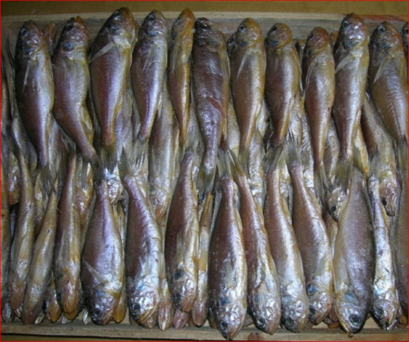 반건조조기 실속 참조기굴비(중) 10마리 손질조기 참조기 건조생선