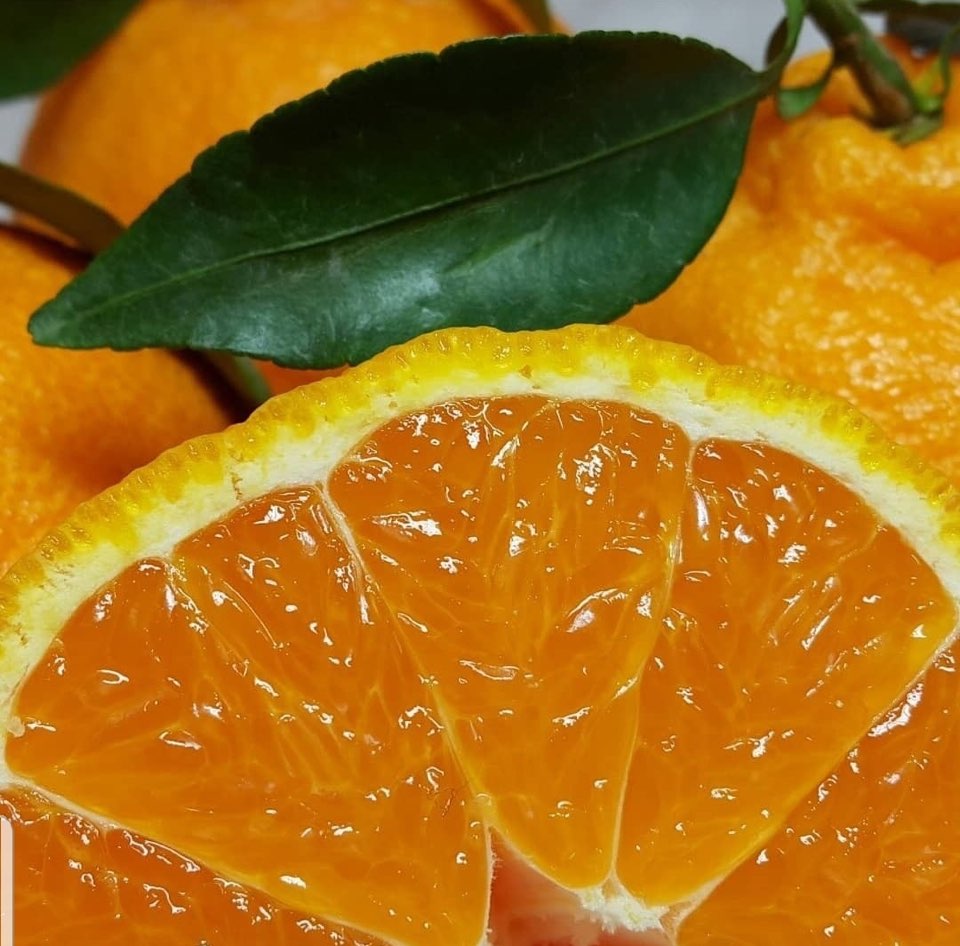 스테비아감귤 웰빙 조생 노지감귤 3kg 5kg 10kg 가정용 혼합 못난이 제주 산지직송 - 상세 이미지 2