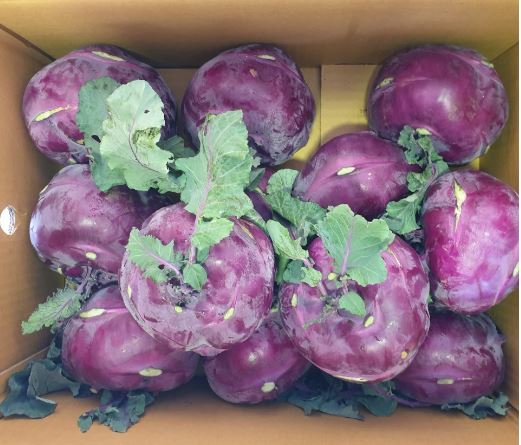 콜리브리 콜라비 3kg 5kg 10kg 혼합 로얄과 대과 특품 제주 산지직송 - 상품 이미지
