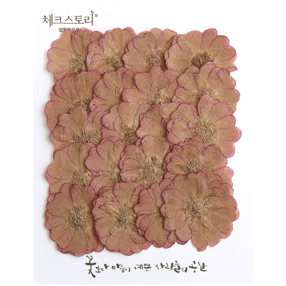 꽃송이압화 장미꽃 압화 - 바랜장미 (20송이) - 상품 이미지