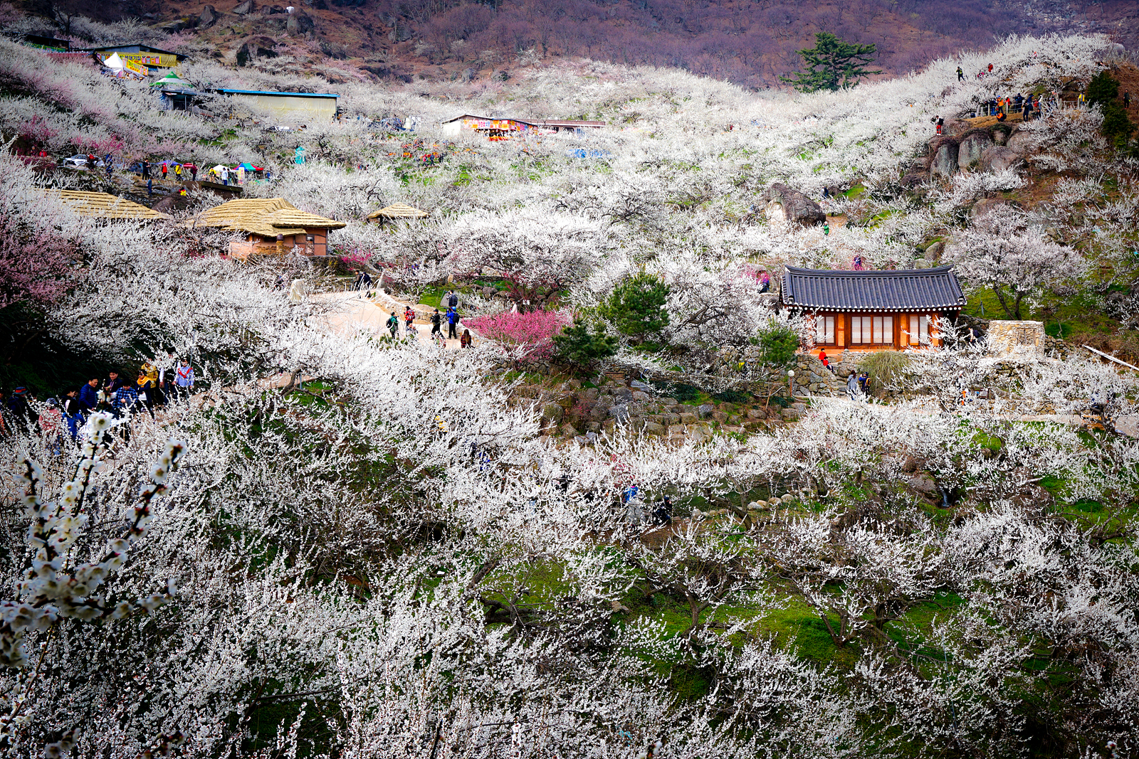 KTX 광양 매화마을 구례 산수유 당일 기차여행 (봄꽃 청매실농원 뚜벅이 셔틀버스 벚꽃) 이미지 2