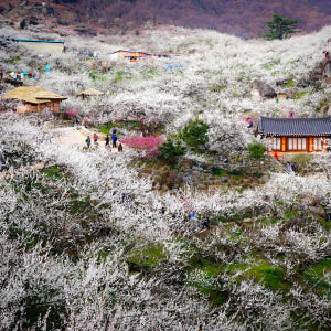 KTX 광양 매화마을 구례 산수유 당일 기차여행 (봄꽃 청매실농원 뚜벅이... 솔직 후기 | 실사용자 리뷰 분석 - 상품 이미지 2