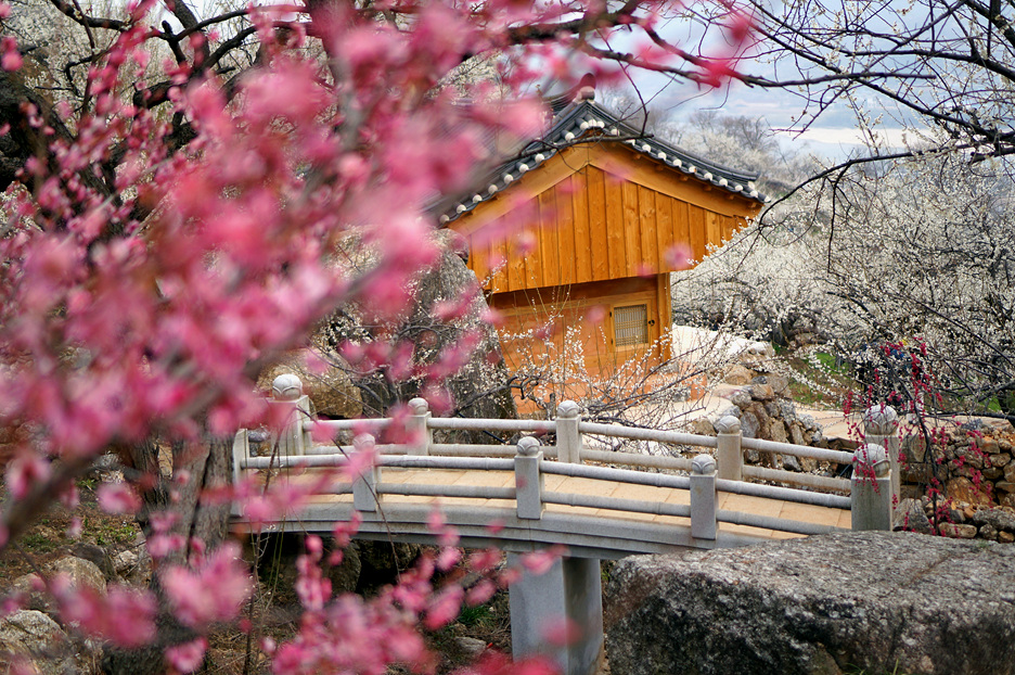 KTX 광양 매화마을 구례 산수유 당일 기차여행 (봄꽃 청매실농원 뚜벅이 셔틀버스 벚꽃) 이미지 3