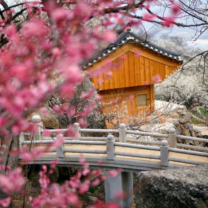 KTX 광양 매화마을 구례 산수유 당일 기차여행 (봄꽃 청매실농원 뚜벅이... 솔직 후기 | 실사용자 리뷰 분석 - 상품 이미지 3