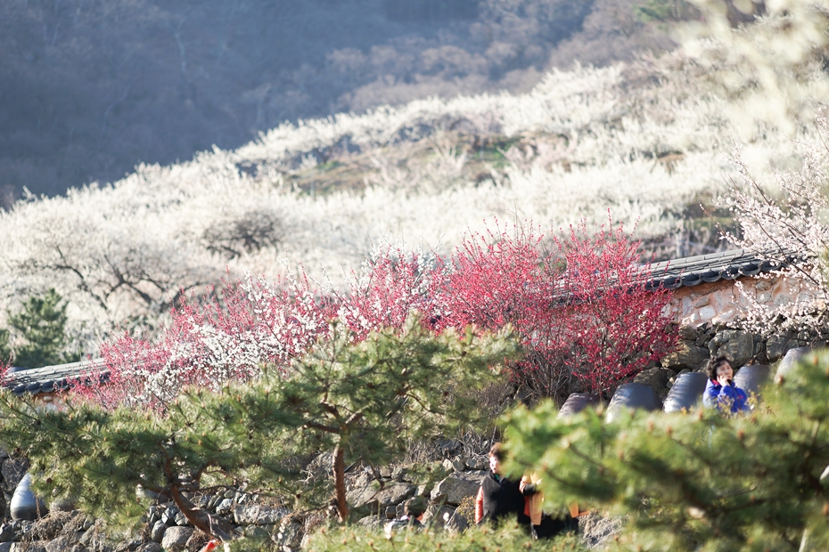 KTX 광양 매화마을 구례 산수유 당일 기차여행 (봄꽃 청매실농원 뚜벅이 셔틀버스 벚꽃) 이미지 4