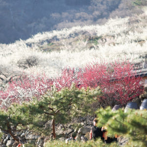 KTX 광양 매화마을 구례 산수유 당일 기차여행 (봄꽃 청매실농원 뚜벅이... 솔직 후기 | 실사용자 리뷰 분석 - 상품 이미지 4