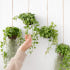 행잉식물 행잉플랜트 키우기쉬운 반려식물 공중 늘어지는 음지 화분 플랜테리... 실사용 후기 | 효과 있을까? 썸네일
