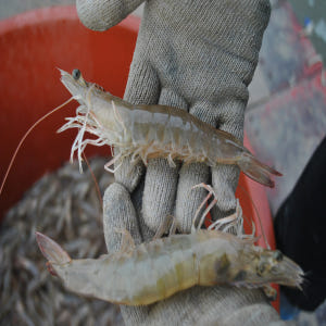 국산 흰다리새우 1kg 왕새우 제철 맛있게 먹은 솔직 후기 - 상품 이미지 4