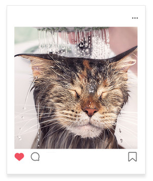 페피릴리프 고양이 물티슈 5팩 대나무원단 바디티슈 그루밍티슈 판매처 상세 정보 이미지 3