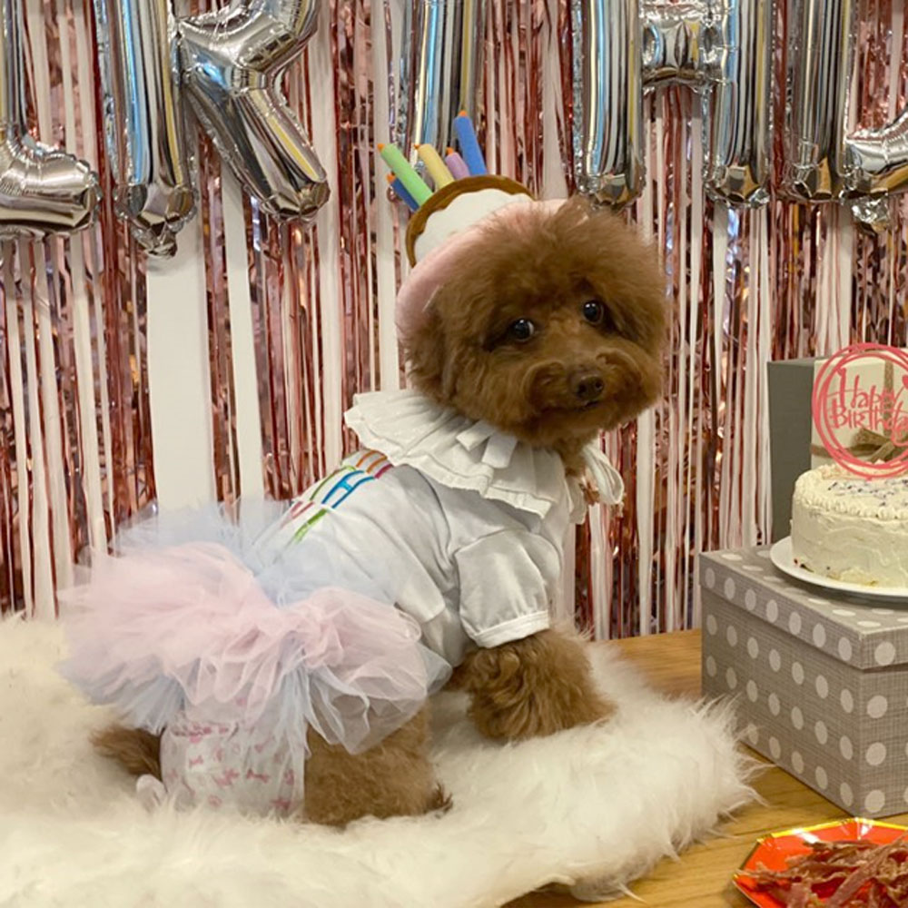 강아지생일 해피벌스데이 튜튜 원피스 드레스 강아지옷 - 상세 이미지 5