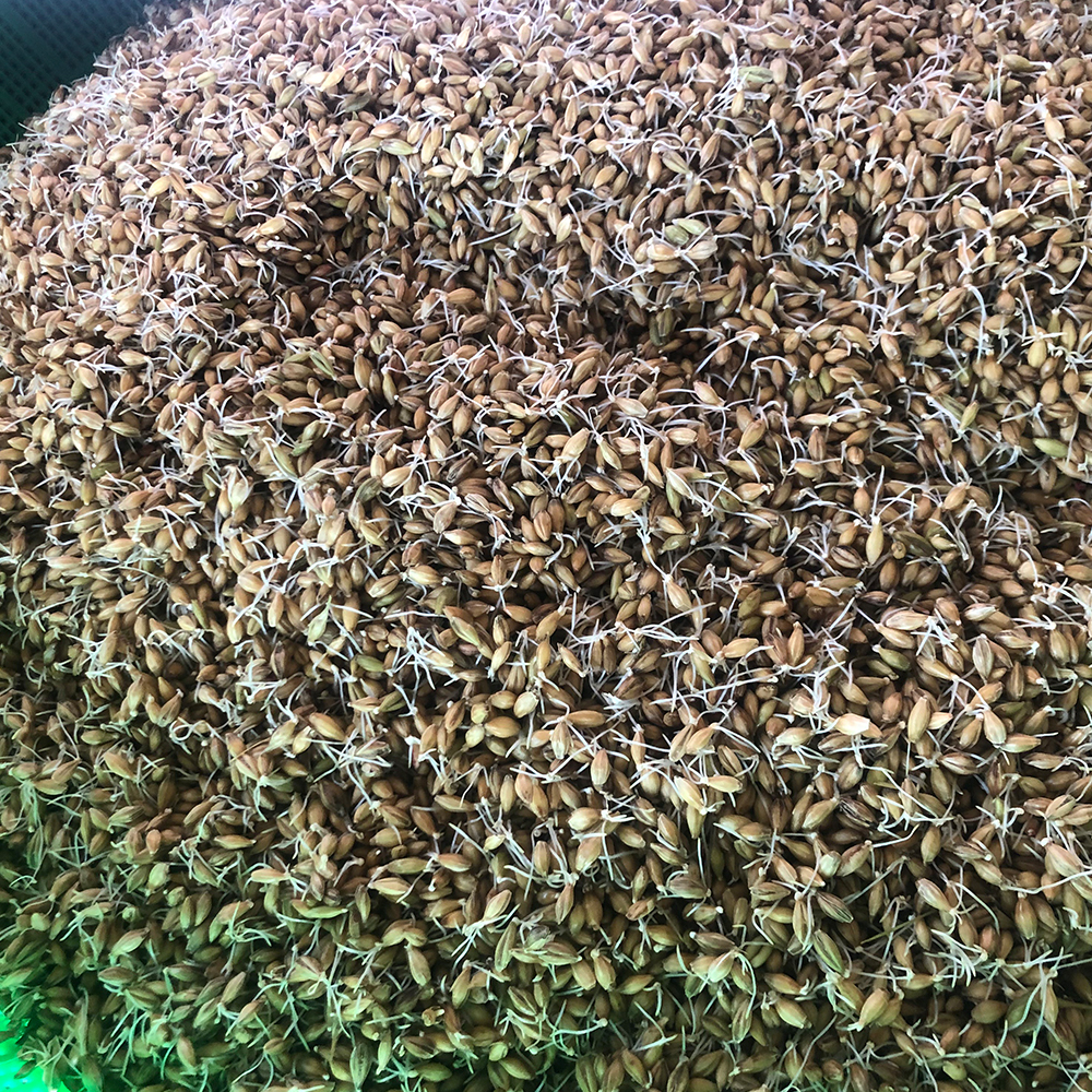 보리쌈장 등겨장 1kg 맛있는 사계절 집장 고기쌈장 딩겨장 딩기장 - 상세 이미지 3