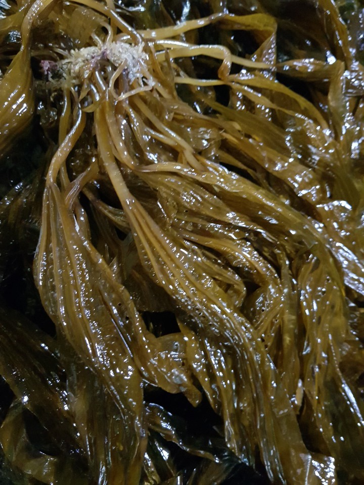 완도맘 데친 곰피미역 120gx5팩 쇠미역 톳 꼬시래기 미역 바로먹는 손질된 곰피 - 상세 이미지 5