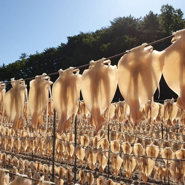 반건조오징어 마른오징어 피데기 건오징어 반건오징어 대 10마리 1.5kg 파품 파지