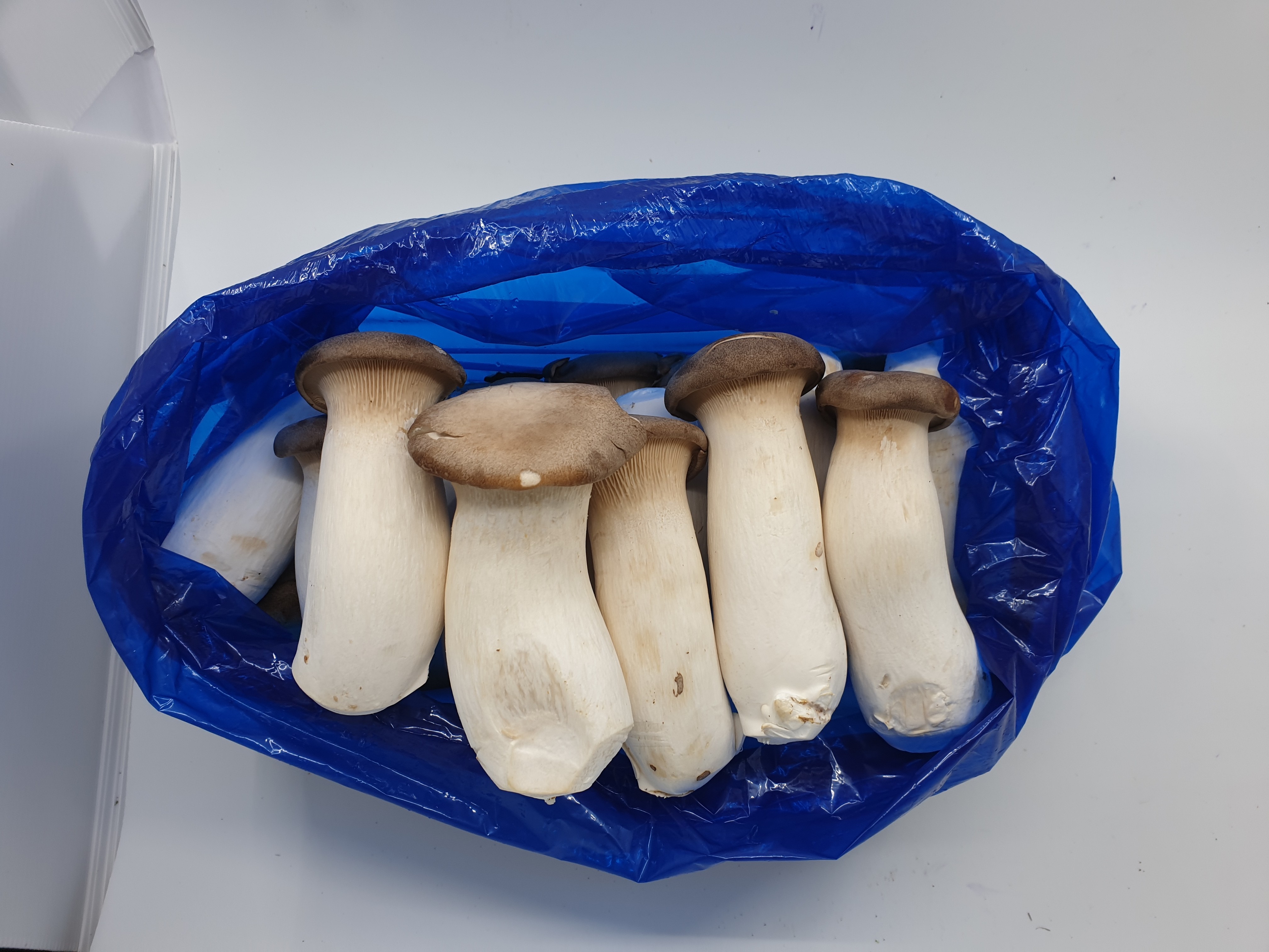 새송이버섯 2kg 총알 미니 버섯 못난이 상 특 - 상세 이미지 2