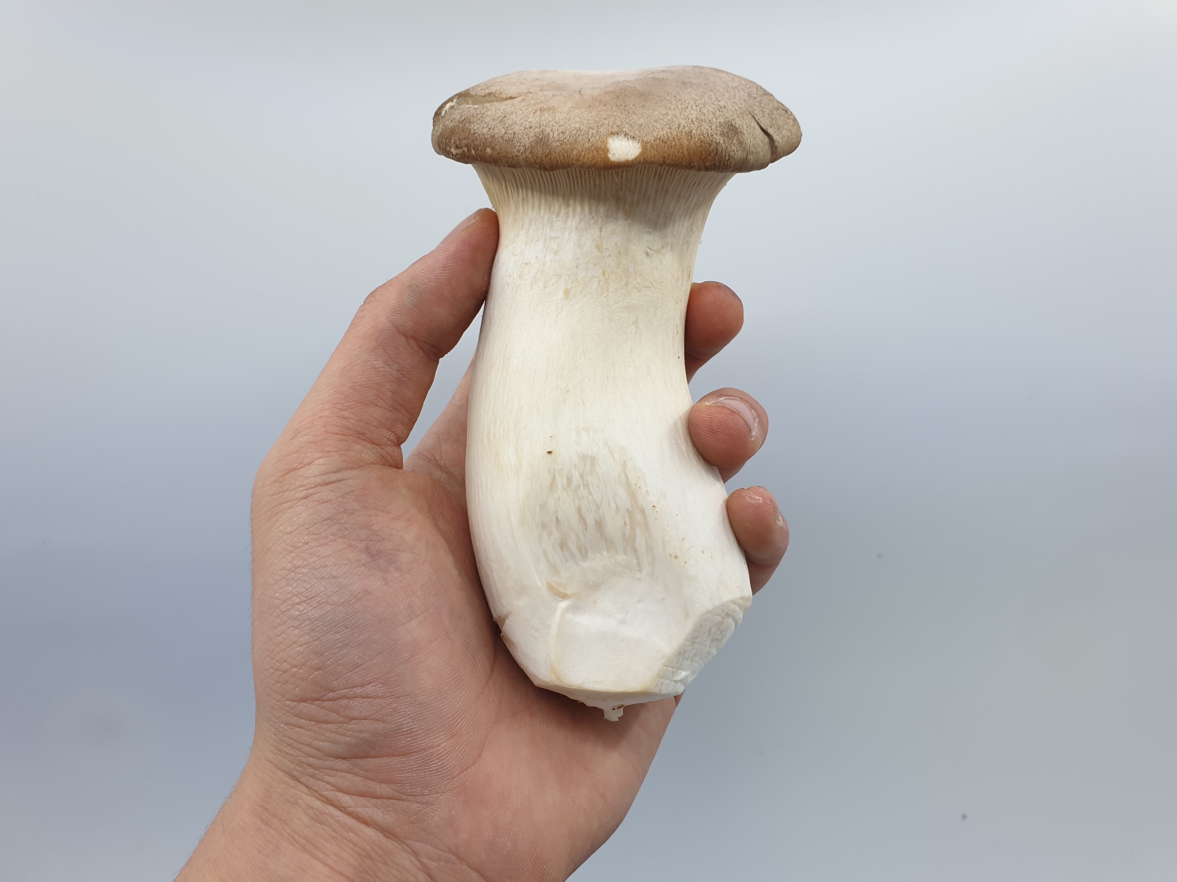 새송이버섯 2kg 총알 미니 버섯 못난이 상 특 - 메인 이미지