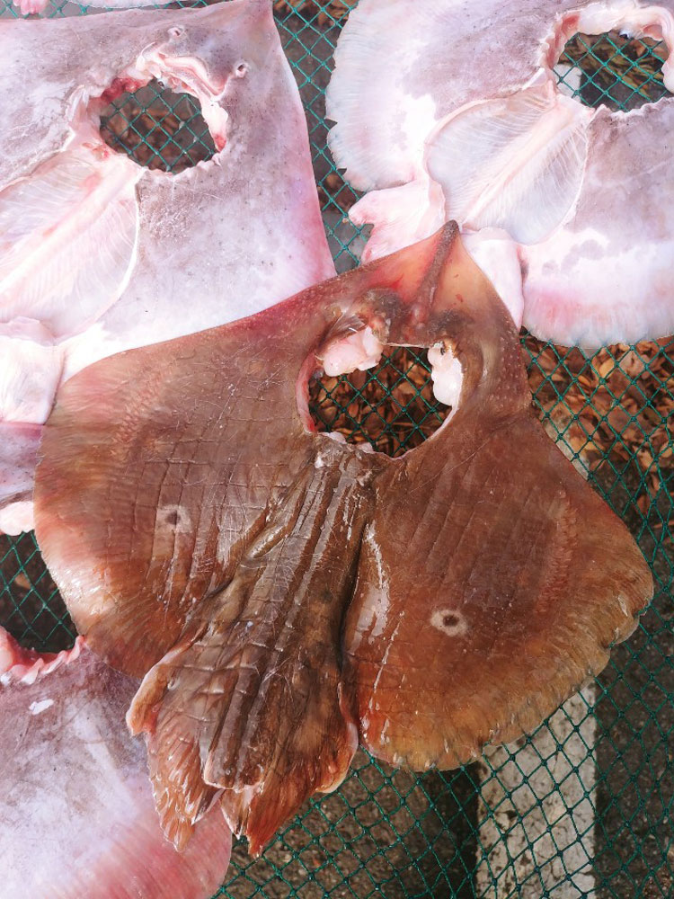 국산 간재미 반건조 자연건조 소,중,대