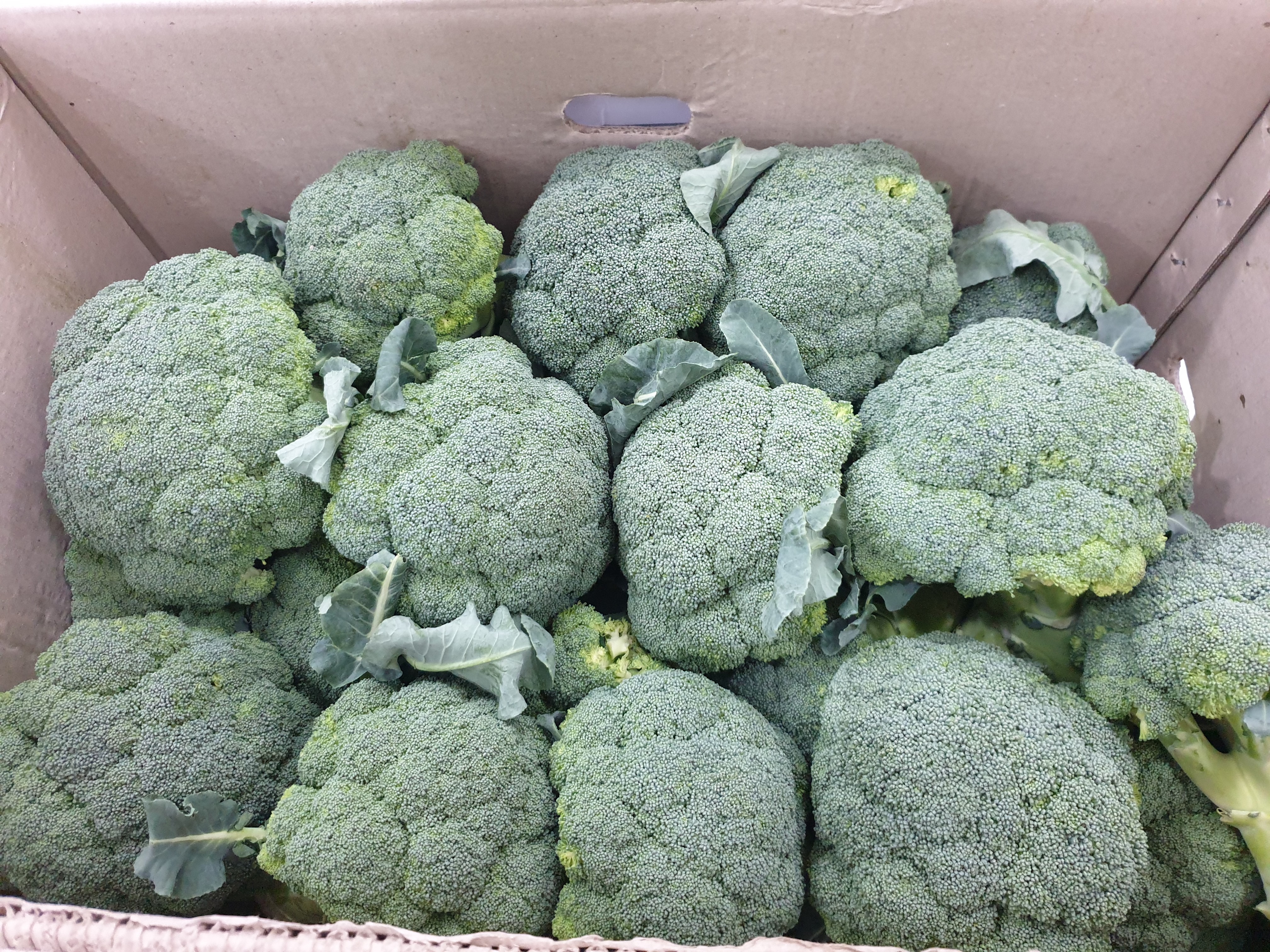 브로콜리 브로컬리 1kg 국내산 - 상세 이미지 2