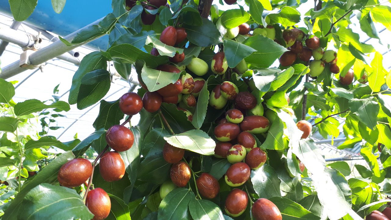경남밀양 대추칩 건강간식 국산대추 대추칩후기