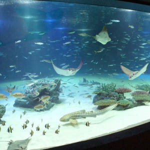 일본 도쿄 선샤인 수족관 입장권 솔직 후기 | 실사용자 리뷰 분석 - 상품 이미지 1