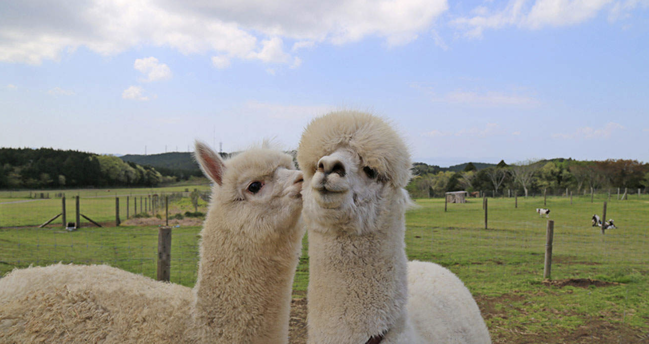 일본 도쿄 치바 마더 목장 티켓 솔직 후기 | 실사용자 리뷰 분석 - 대표 이미지