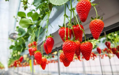 일본 후지산 꽃 축제 & 로프웨이 & 과일 수확 체험 (도쿄 출발) - 상세 이미지 2