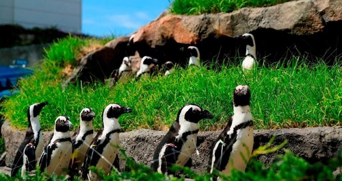 일본 도쿄 선샤인 수족관 입장권 이미지 2