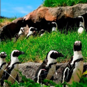 일본 도쿄 선샤인 수족관 입장권 솔직 후기 | 실사용자 리뷰 분석 - 상품 이미지 2