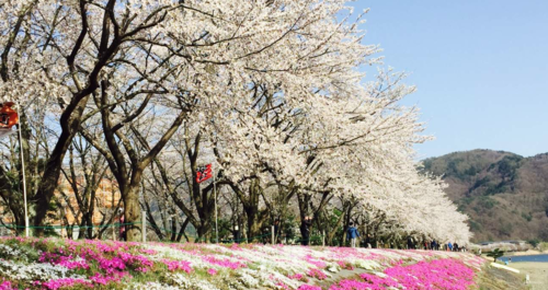 일본 후지산 & 가와구치코 풍경 명소 일일 투어 (도쿄 출발) 이미지 4