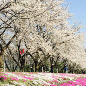 일본 후지산 & 가와구치코 풍경 명소 일일 투어 (도쿄 출발) 솔직 후기 | 실사용자 리뷰 분석 - 상품 이미지 4