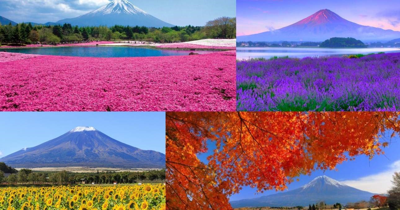 일본 후지산 꽃 축제 & 로프웨이 & 과일 수확 체험 (도쿄 출발) - 상품 이미지