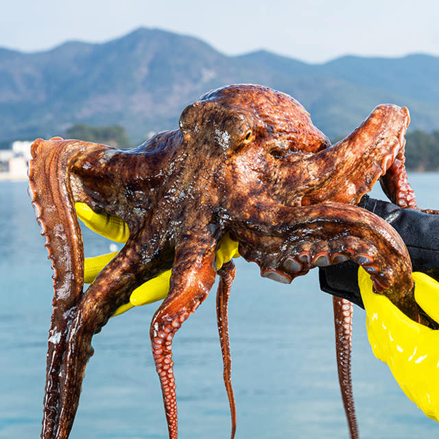 대한민국농수산 자연산 돌문어 국내산 자숙문어 손질문어 1kg 1.5kg