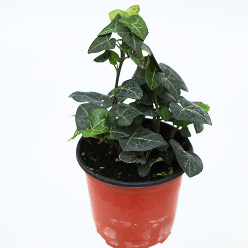 하트아이비 넝쿨 행잉 음지 거실 수경재배 그늘 키우기쉬운 실내공기정화식물 침실공기정화식물