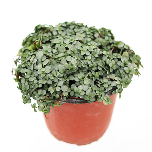 [공기정화식물] 타라 식물 화분 실내화초 그늘 음지 반려 키우기